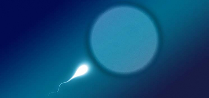 Nach Eisprung und vor Einnistung dringt Spermium in Eizelle ein