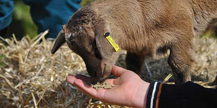 Streichelzoos in Tierparks ben eine magische Anziehungskraft auf Kinder aus