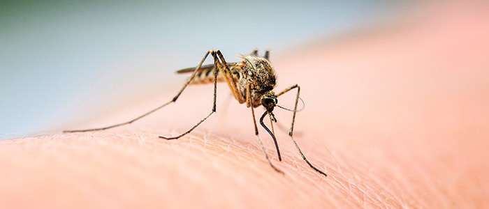 Mückenstiche verhindern: So geht’s!