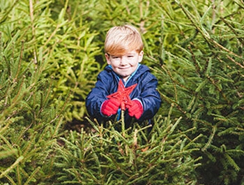 Weihnachtsbaum selbst schlagen