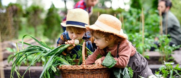 Familie mit kleinen Kindern, die Bio Gem�se anbaut