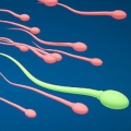 Spermien